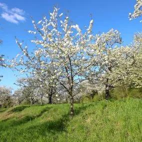 Cherry Tree (Prunus avium 'Summer Sun') 2